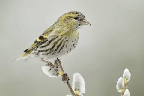 Eurasian Siskin (Spinus spinus) female, North Rhine-Westphalia, Germany