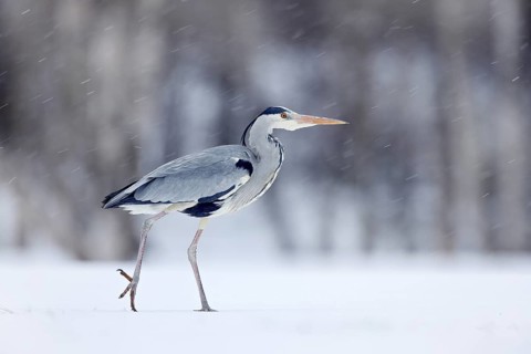 Grey Heron in white snow wind during cold winter. Wildlife scene from Norway nature. Snow storm