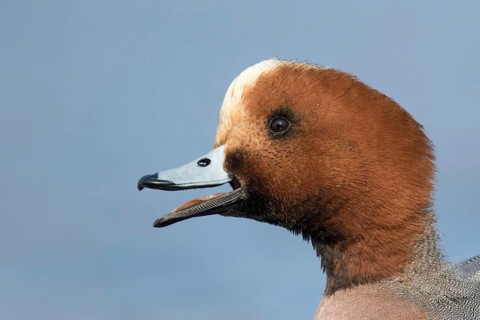 Smient portret, Eurasian Wigeon portret