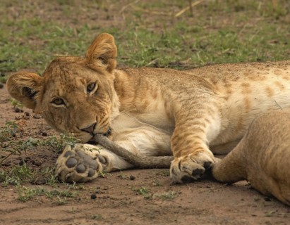 African Lion (Panthera leo) young female has her sister's tail in her mouth, Masai Mara, Kenya