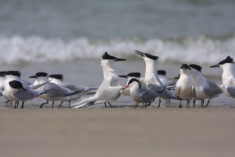 Sandwich Tern (Thalasseus sandvicensis), Schleswig-Holstein, Germany