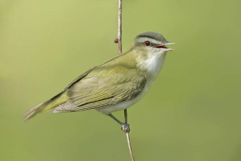 Red-eyed Vireo (Vireo olivaceus) singing, Saskatchewan, Canada