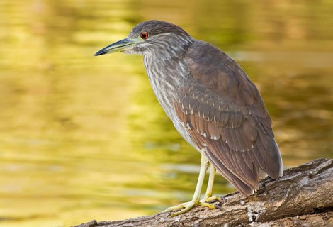 Black-crowned Night Heron (Nycticorax nycticorax), Arizona, USA