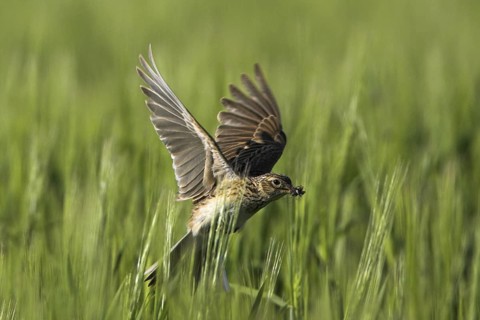Eurasian Skylark (Alauda arvensis) flying, Rhineland-Palatinate, Germany