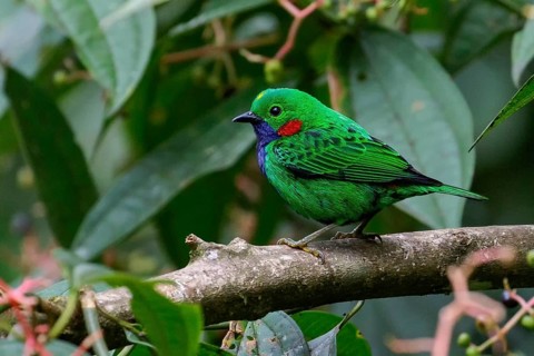 Orange-eared Tanager (Chlorochrysa calliparaea) perched on a branch in the Amazon in Peru