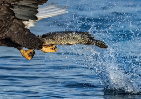 Bald Eagle (Haliaeetus leucocephalus) catching fish, Alaska, USA