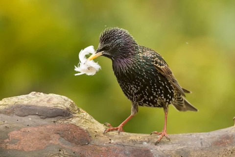 Common Starling (Sturnus vulgaris) carrying feather in beak, Bavaria, Germany