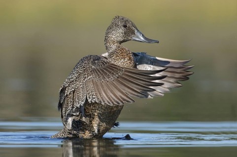 Freckled Duck (Stictonetta naevosa) female flapping Victoria, Australia