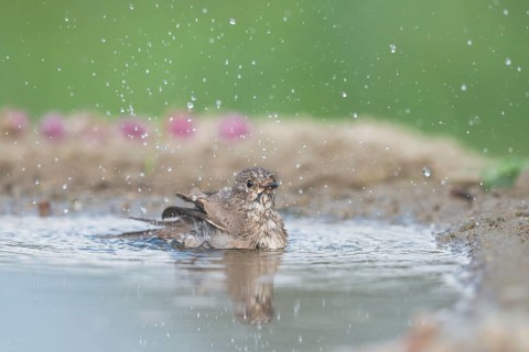 Spotted Flycatcher (Muscicapa striata) bathing, Aosta Valley, Italy