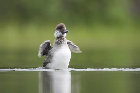 Barrow's Goldeneye (Bucephala islandica) chick, British Columbia, Canada
