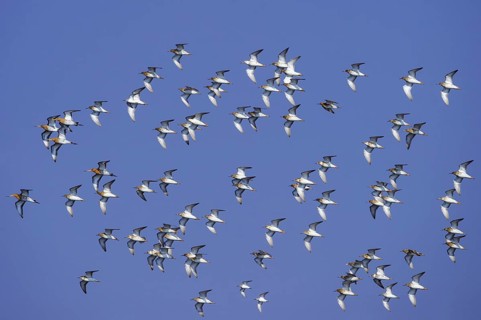 Ruff & Black-tailed Godwit & Sanderling (Calidris pugnax & Limosa limosa & Calidris alba) flock in