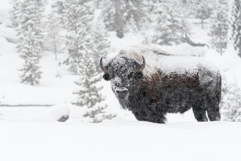 American Bison (Bos bison) adult in snowy countryside in snow storm, Yellowstone National Park,
