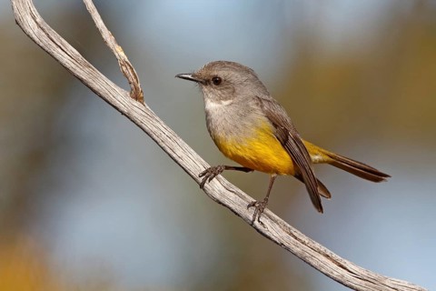 Western Yellow Robin (Eopsaltria griseogularis) perched on a branch, South Australia, Australia