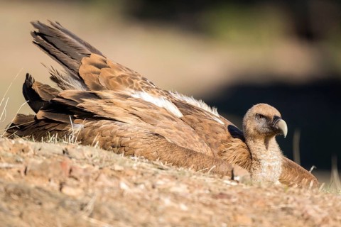 Griffon Vulture (Gyps fulvus) resting on the ground, Andalusia, Spain