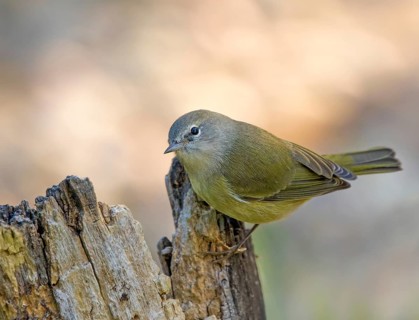Orange-crowned Warbler, Oreothlypis celata, perched on a log in the Autumn in Saskatoon,