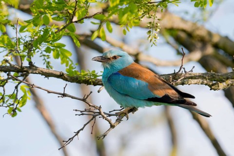 European Roller (Coracias garrulus) perched on a branch, Puszta, Hungary