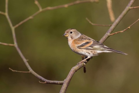 Brambling - Bergfink - Fringilla montifringilla, Germany, 1st cy female