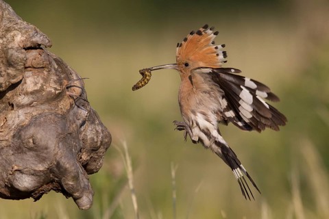Eurasian Hoopoe (Upupa epops) brings food to the nesting cave, Serbia