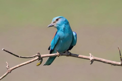 European Roller (Coracias garrulus) perched on a branch, Puszta, Hungary