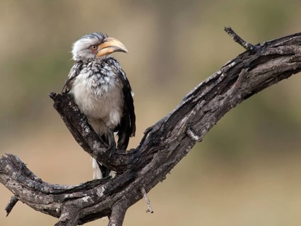 Geelsnaveltok, Southern Yellow-Billed Hornbill, Tockus leucomela