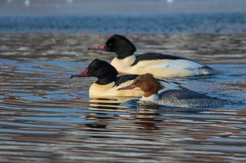 Common Merganser (Mergus merganser) group simming on an ice edge, Mecklenburg-Western Pomerania,