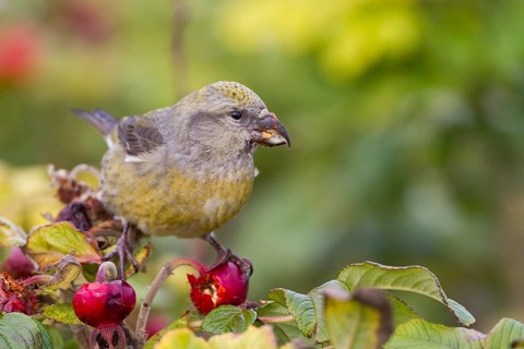 Common Crossbill - Fichtenkreuzschnabel - Loxia curvirostra ssp. curvirostra, Germany, adult