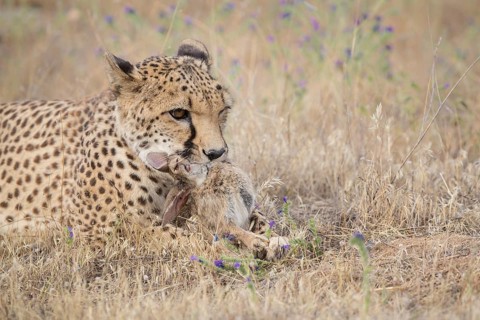 Cheetah (Acinonyx jubatus) feeding on rabbit carcass, Spain