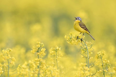 Western Yellow Wagtail (Motacilla flava) singing in a rape field, Poland