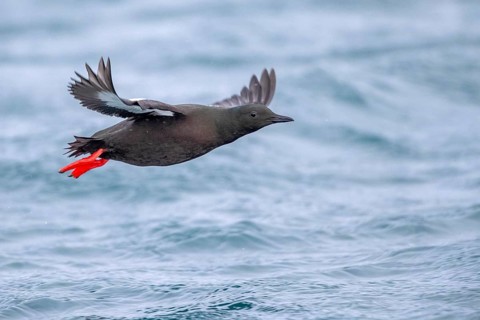 Black Guillemot (Cepphus grylle) flying, Norway