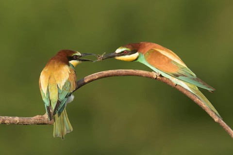 European Bee-eater (Merops apiaster) pair displaying, perched on a branch, Serbia