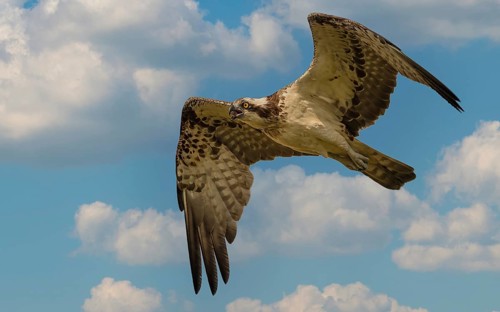 Fischadler (Pandion haliaetus) beim Überflug