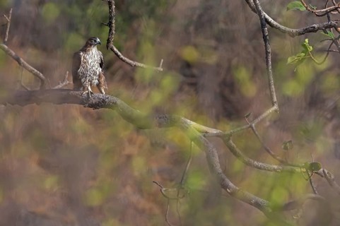 Bonelli's Eagle (Aquila fasciata), Oman