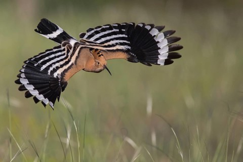 Eurasian Hoopoe (Upupa epops) flying, Subotica, Serbia
