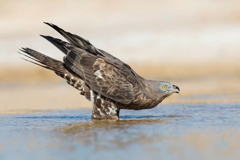 European Honey Buzzard (Pernis apivorus) drinking, Eilat, Israel