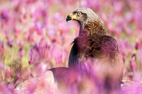 Black Kite (Milvus migrans), Madrid, Spain