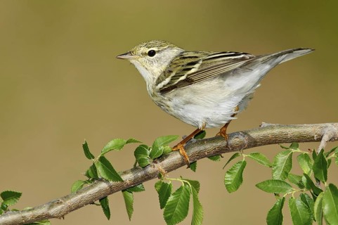 Blackpoll Warbler (Setophaga striata), Texas, USA