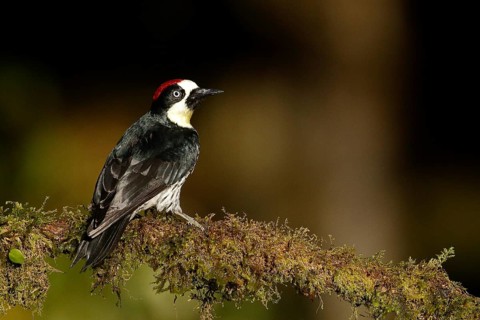 Acorn Woodpecker (Melanerpes formicivorus) male perched on a branch, Costa Rica