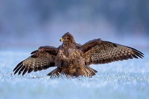 Common Buzzard (Buteo buteo) perched on hoarfrost covered ground with spread wings, Saxony-Anhalt,