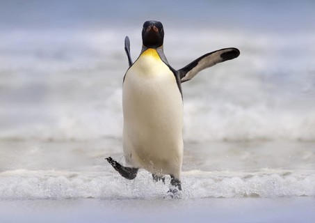 Wild bird in the water. Big King penguin jumps out of the blue water after swimming through the