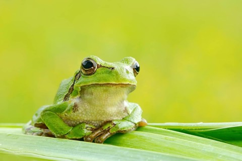 European tree frog, Hyla arborea, sitting on grass straw with clear green background. Nice green