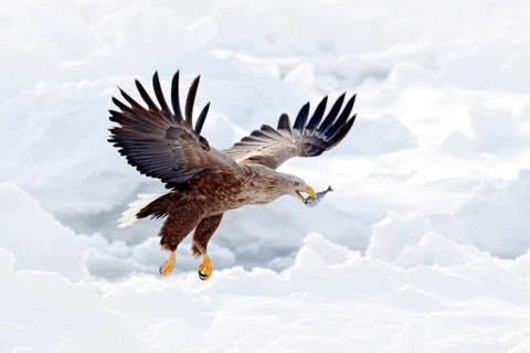 White-tailed Eagle (Haliaeetus albicilla) flying with fish prey in beak, Hokkaido, Japan