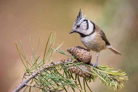 European Crested Tit (Lophophanes cristatus) perched on a pine branch, Poland