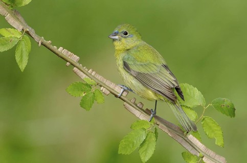 Painted Bunting (Passerina ciris) female, Texas, USA
