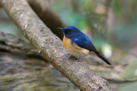 Hainan Blue Flycatcher (Cyornis hainanus klossi) male, Di Linh, Vietnam