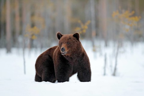 Winter in Europe. Beautiful brown mammal walking around lake with snow and ice. Dangerous creature