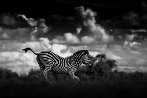 Zebra with dark storm sky. Burchell's zebra, Equus quagga burchellii, Nxai Pan National Park,