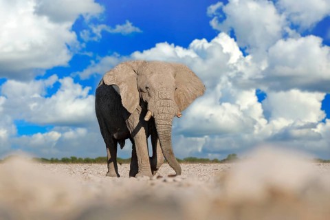 Big African Elephant, with blue sky and white clouds, Etocha NP, Namibia in Africa. Elepaht in the