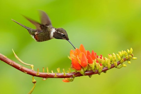 Two hummingbirds with pink flower, in flight. Flight of Purple-throated Woodstar, Calliphlox