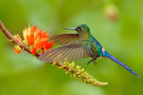Hummingbird Long-tailed Sylph, Aglaiocercus kingi with orange flower, in flight. Hummingbird from