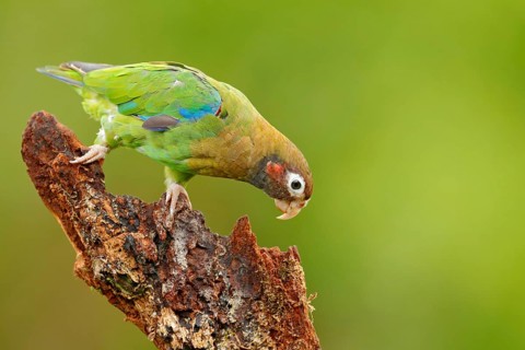 Red-crowned parrot, Amazona viridigenalis, Costa Rica